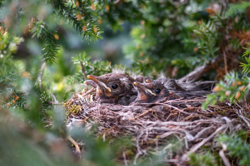 Dragon nests